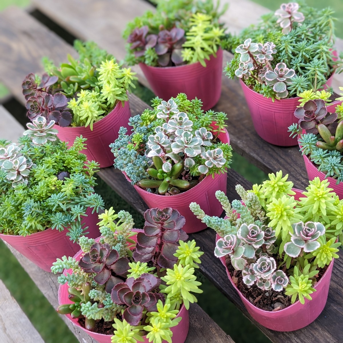 送料無料】【生花/直送】多肉苗 ミックスセダム 2鉢 ※お届け日指定不可