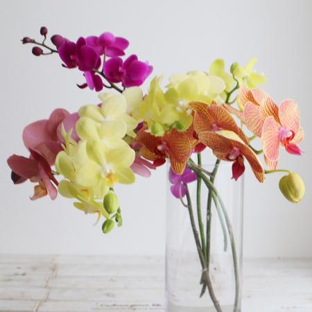 生花】【日野】ミディ胡蝶蘭 品種おまかせミックス【早締切】 - 花材
