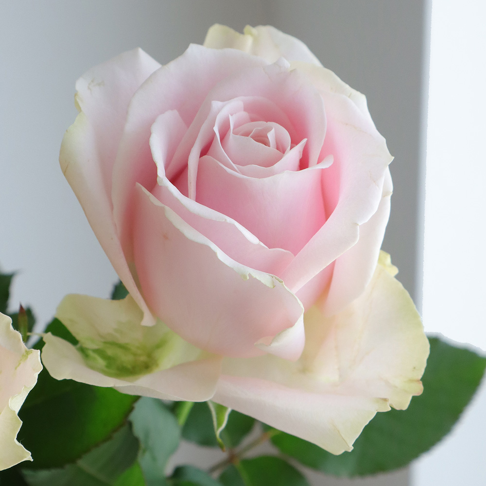 生花】バラ スイートアバランシェ (淡いピンク)【OT】 - 花材通販は