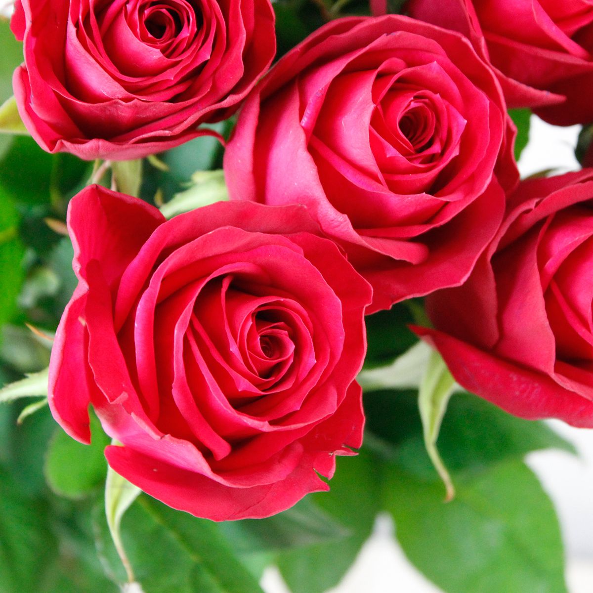 直前】バラ グレースケリー(濃ピンク)60cm 山形県石澤ばら園 【生花