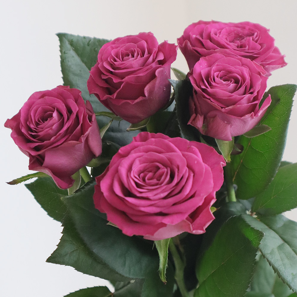 08直前SE】バラ プレシャスモーメント(パープル)45cm- 國枝バラ園