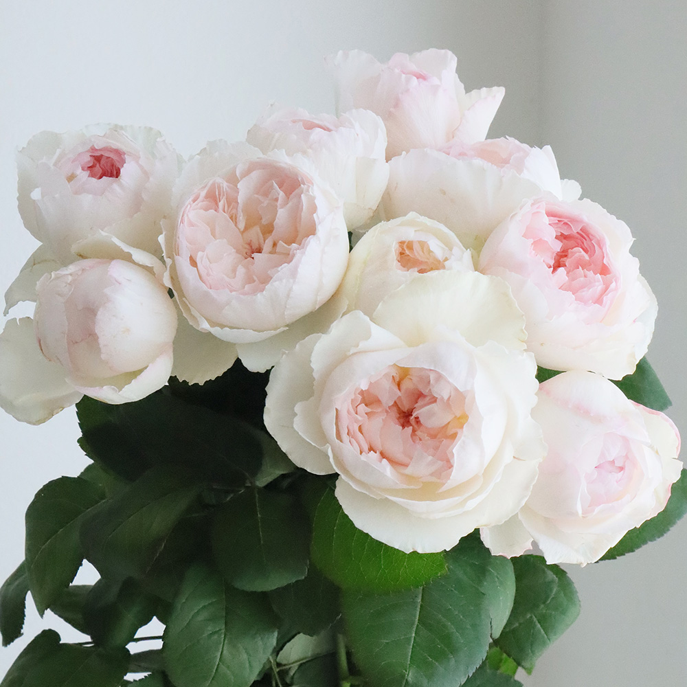 生花】バラ ココット 50cm程度 天野バラ園【OT】 - 花材通販はなどんや