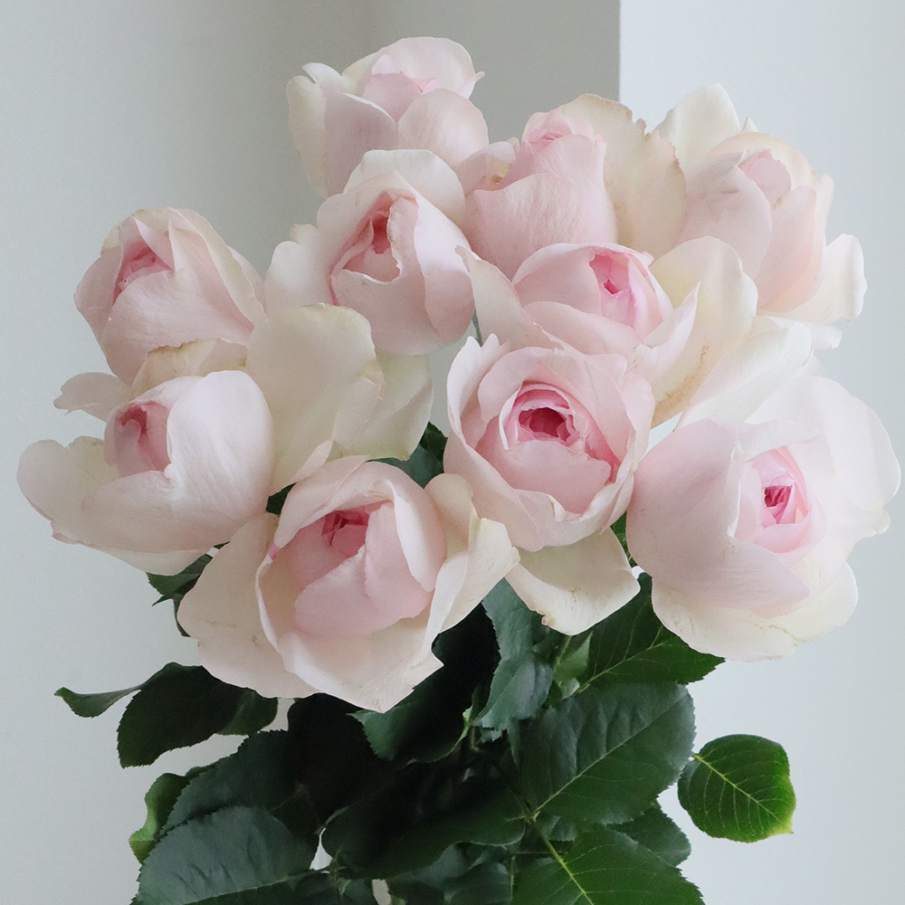 生花】バラ シャンテポー(ピンク) 増田ばら園 - 花材通販はなどんや