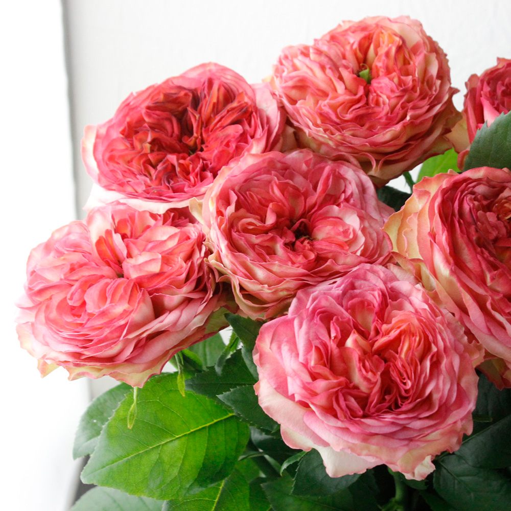 生花】バラ スタートレック(ピンク複色系) □今週のオトク【IT-23