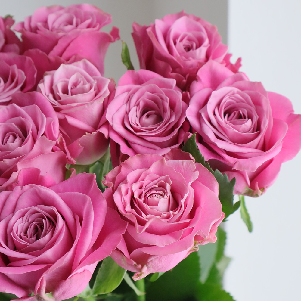 08直前】新品種!バラ ピンクマスカレードTM(ピンク) 50cm 山形県池田