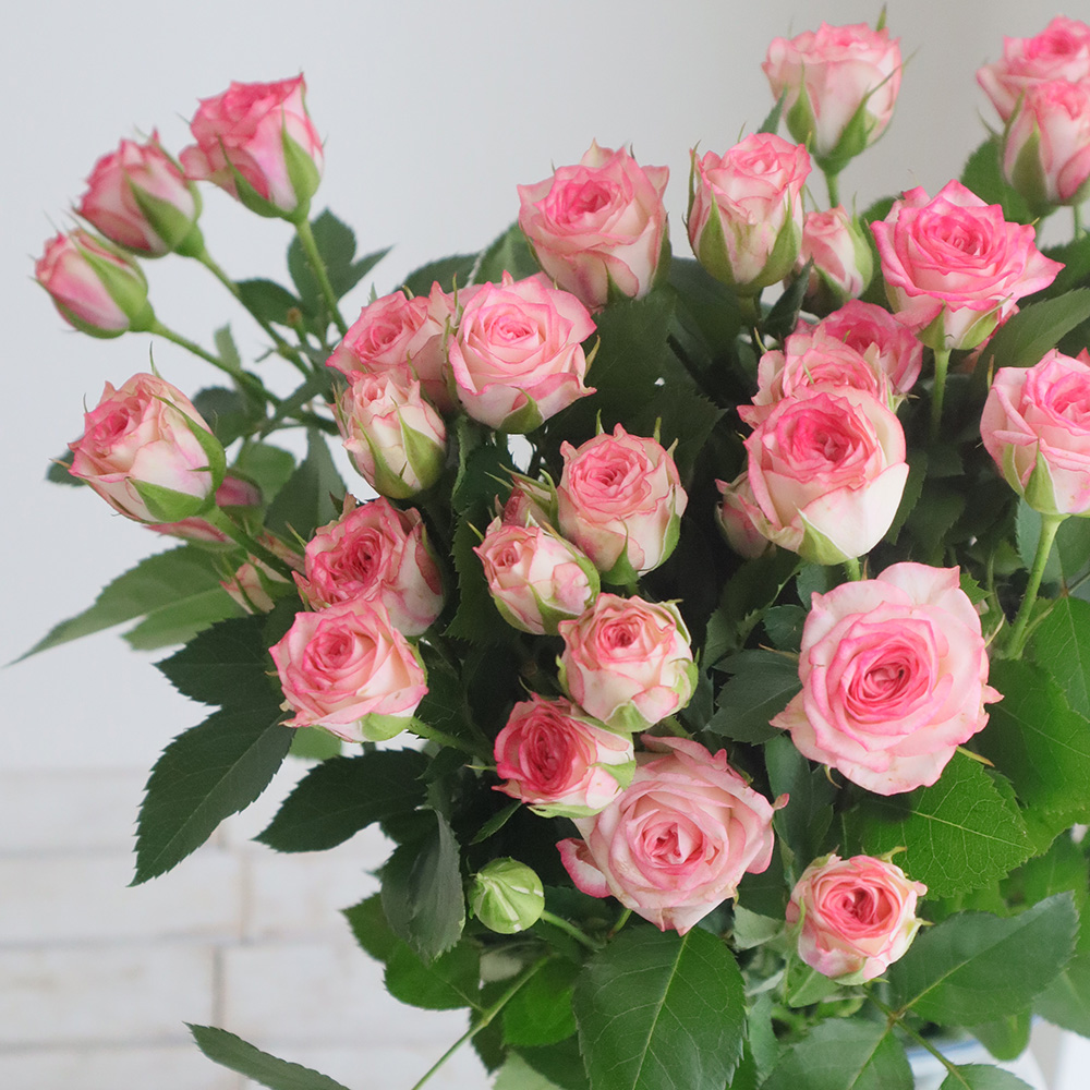 直前!!/】SPバラ ピンクワルツ(ピンク複色)40CM 金田バラ園 - 花材通販