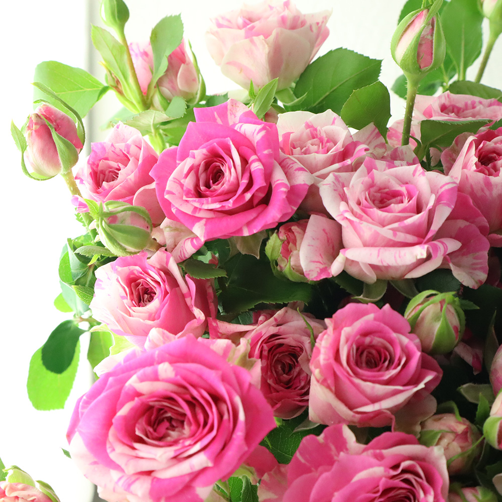 08直前!】SPバラ マジックソング+ ピンク絞り 40cm 國枝バラ園【生花