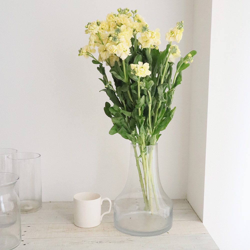 生花】スプレーストック(黄色)イエローカルテットなど 60cm〜【OR-5