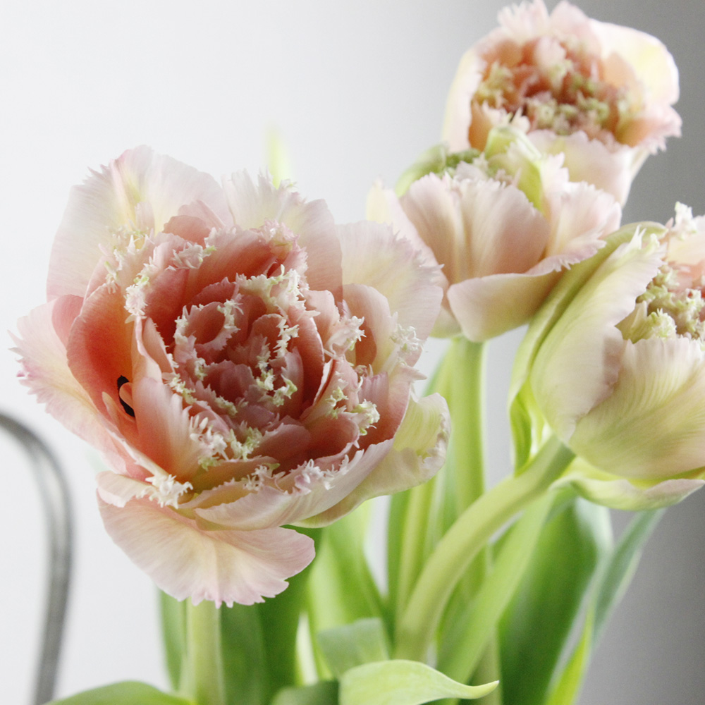 生花】チューリップ ピンクマジック(フリンジライトピンク八重) - 花材