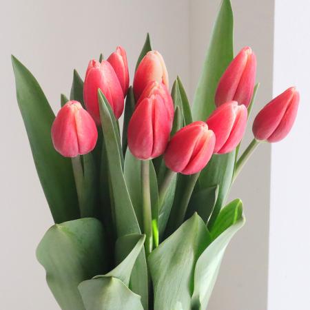 直前!】【生花】チューリップ タイムレスなど(赤白一重咲き)【OT