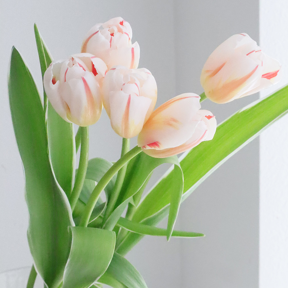 08直前!FJ】チューリップ H.ジェネレーション(赤白ストライプ)秀【生花