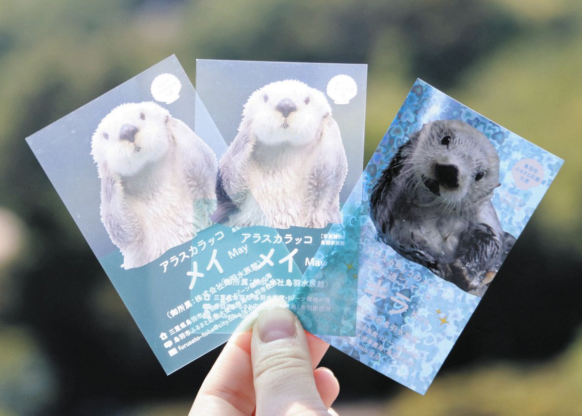 あの人気者が名刺となって返礼品に 鳥羽水族館のラッコ、寄付額1万円で