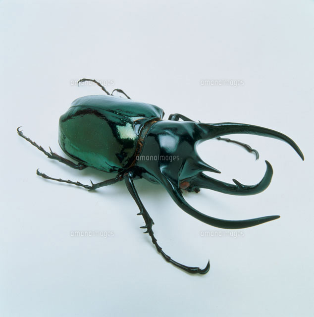 コーカサスオオカブト標本[25107000418]の写真・イラスト素材｜アマナ