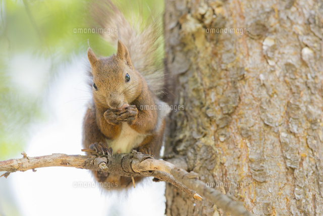木の枝の上でドングリを食べるエゾリス[26000000348]の写真・イラスト