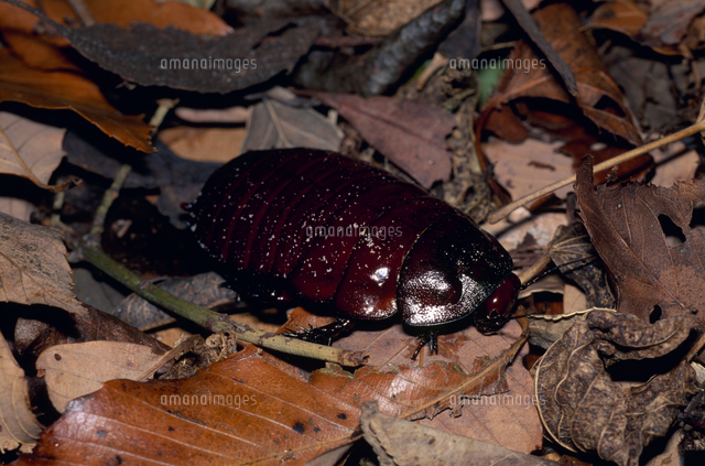 オーストラリアモグラゴキブリ[32071002789]の写真・イラスト素材