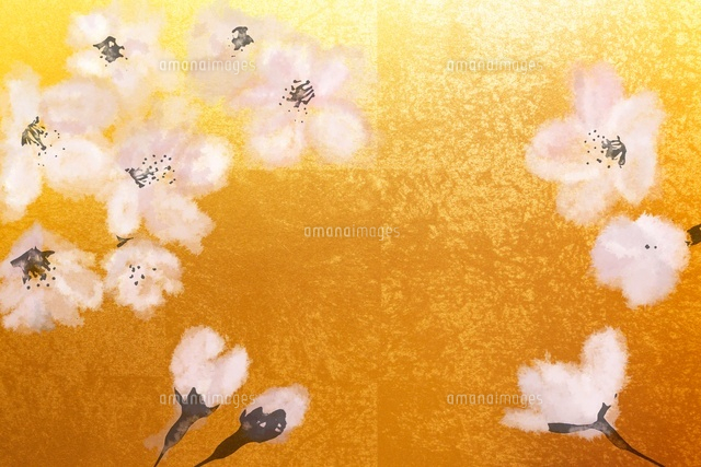 金屏風と桜（フォトイラスト）[10404006095]の写真・イラスト素材