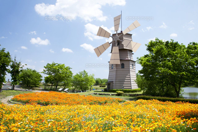 ポピー咲く道の駅しんあさひ風車村[10790004071]の写真・イラスト素材