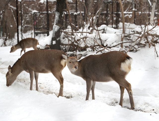 2 エゾヒグマ：まなぶんデジタル by 北海道新聞