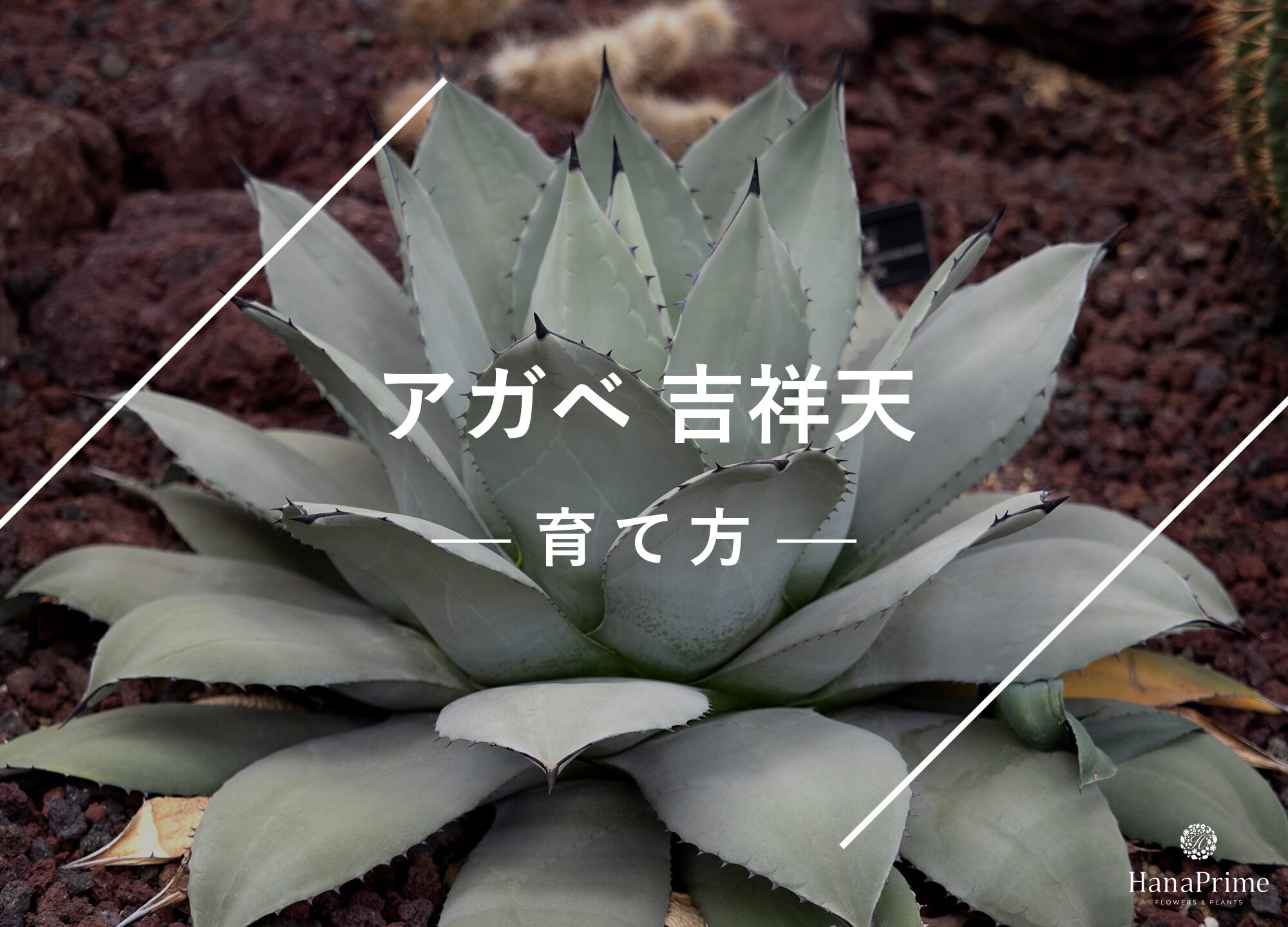 アガベ 吉祥天の育て方｜植物図鑑｜HanaPrime（ハナプライム）