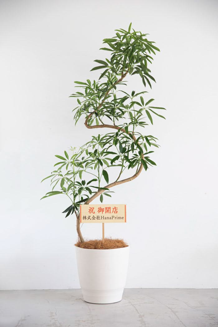 観葉植物 シェフレラ・アンガスティフォリア 曲がり（10号鉢