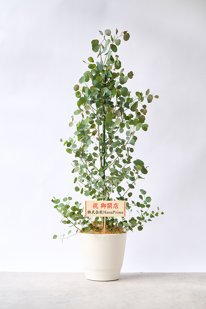 観葉植物 ユーカリ ポポラス（10号鉢）｜HanaPrime（ハナプライム）