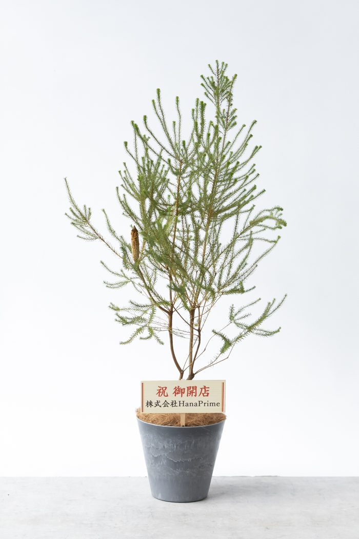 Lサイズの観葉植物（8号鉢）100cm～150cm｜HanaPrime（ハナプライム）