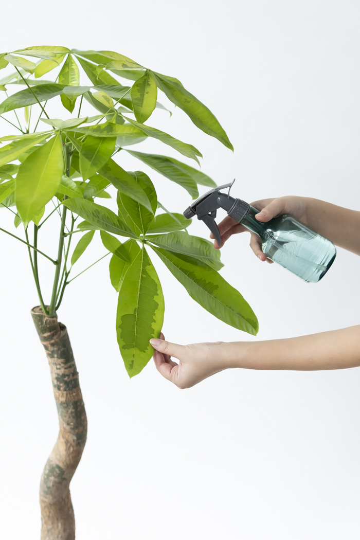 観葉植物 パキラ ムーンライト（8号鉢）｜HanaPrime（ハナプライム）