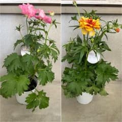 ラナンキュラスラックス 廃盤 イーシス ポスポロス 開花鉢 5号 ラベル