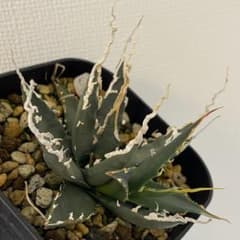 アガベ ユタエンシス エボリスピナ 超陽炎 子株 未発根 - メルカリ