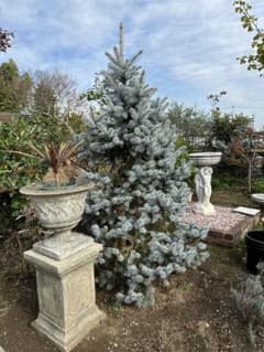 軽トラ可 280cm プンゲンストウヒ ホプシー ガーデニング シンボル