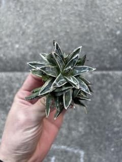 アガベ 姫笹の雪 白外斑入 子株4個付 極上株 - メルカリ