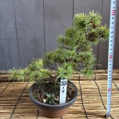 ☆盆栽☆ 赤石五葉松【Y-31】9年物 ☆愛媛県より発送☆ - メルカリ