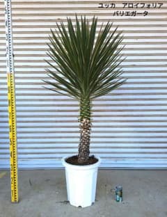 ユッカ アロイフォリア バリエガータ (斑入り千寿蘭) - メルカリ