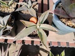 耐寒性アガベ オバティフォリア実生 ドライガーデン パリー パラサナ