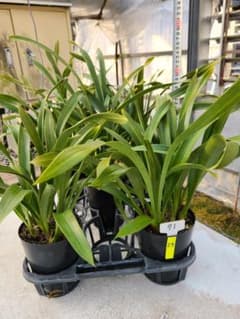 ミスマフェット。花芽合計27個。5鉢セット。蜜蜂誘引蘭。日本蜜蜂