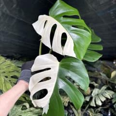 ALB6 モンステラ ボルギシアナ アルボ ホワイトタイガー白斑 健康