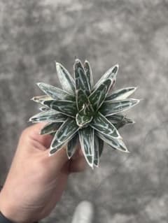 アガベ 姫笹の雪 白外斑入 極上株 子株1株付き - メルカリ