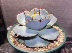 m63889316606_1.jpg?1745461902