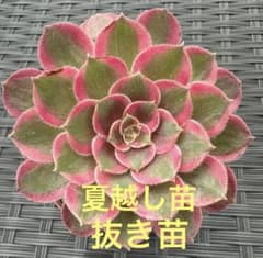 アエオニウム ピーコックフェザー錦(クジャクの羽錦)①⭐️レア品種