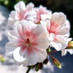 希少品種ゼラニウム 珍しいゼラニウム 海外品種ゼラニウム wl01 - メルカリ