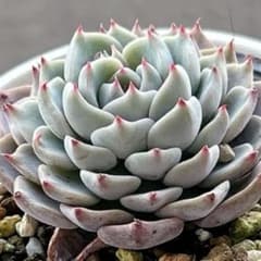 2.多肉植物✨抜き苗☘️ （銀天女×沙羅姫牡丹）×野ばらの精 交配実生