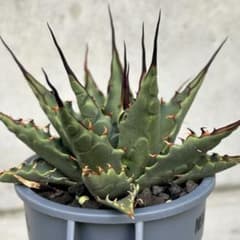 希少子株 アガベ ネバデンシス × コロラータ ハイブリッド ネバコロ