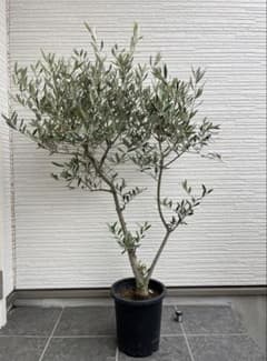 SOUJU】オリーブ オリーブの木 美樹形 ピクアル 幹太 植木 No.24