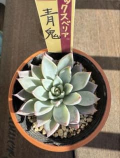 多肉植物 ミックスベリア 青鬼 おらいさん苗 - メルカリ