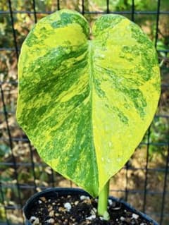 超絶希少❗️【美班】 モンステラ イエローマリリン デリシオーサ 黄斑