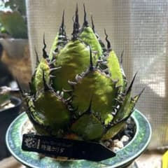 アガベ ホリダ 陽炎 SS級選抜株 大株 ボールタイプ ドワーフ 発根管理