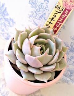 プラチナローズ札付きポットごとメルカリ便おらいさん苗ミックスベリア