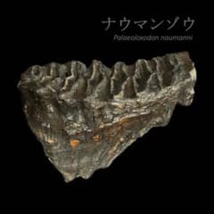 ナウマンゾウ 臼歯 化石 標本 コレクション - メルカリ