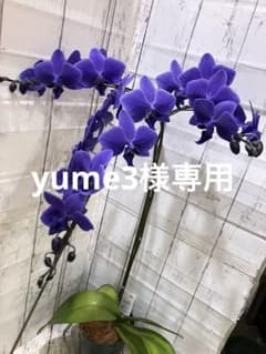 ①正規品 希少品種 胡蝶蘭 コチョウラン ファレノプシス ブルージーン