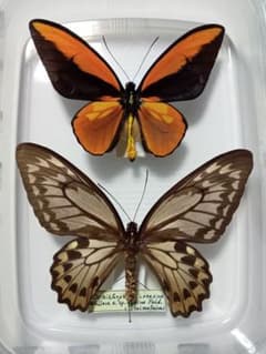 蝶標本 アカメガネトリバネアゲハ ペア - メルカリ